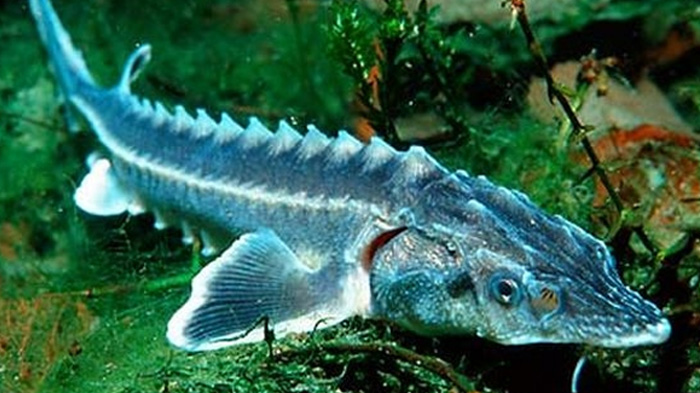 Extinción del Esturión